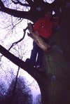 12 Robbert Jan in een boom