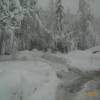 bomenondersneeuw