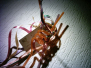 2003-12-20-uitstuif-hawaii-welpen