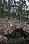 20070118 Amersfoort - Stormschade (25)