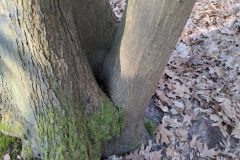 20250315_101143-groot