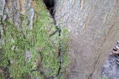 20250315_101148-groot