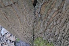 20250315_101155-groot