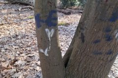 20250315_101159-groot