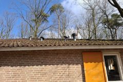 20250315_113755-groot