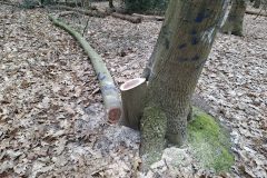 20250315_121517-groot