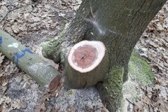 20250315_121525-groot