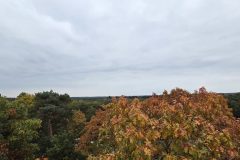 20251011_155847-groot