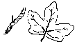 esdoorn