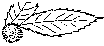 kastanje