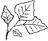 populier