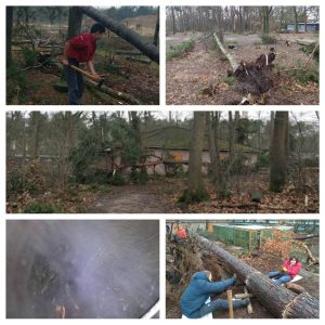 Bosbouw rowans ruimen stormschade op