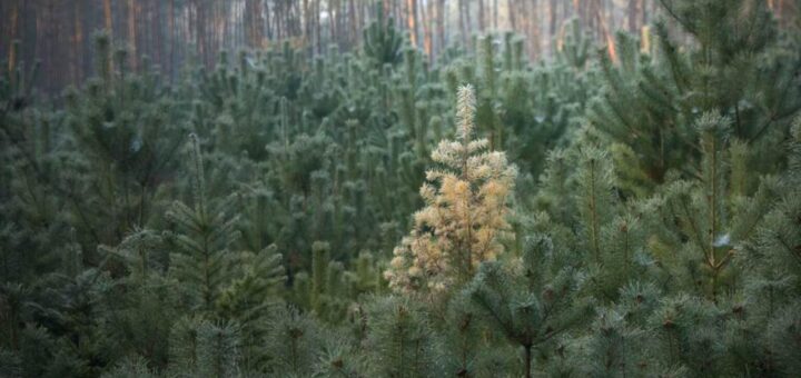 Duurzame kerstbomen te koop