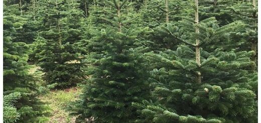 Scouting Impeesa duurzame kerstbomen