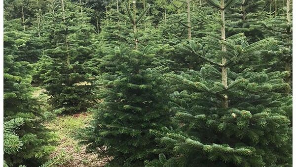 Scouting Impeesa duurzame kerstbomen