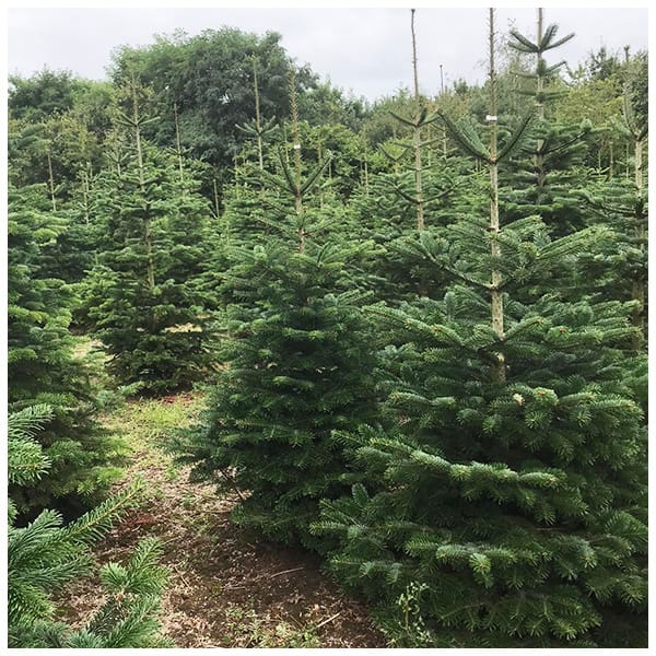 Scouting Impeesa duurzame kerstbomen